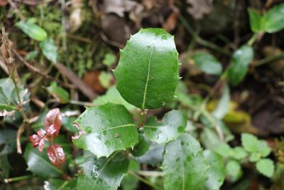 Denhamia bilocularis, photographed by Greg Tasney