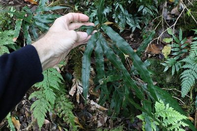 Pteris umbrosa, photographed by Greg Tasney