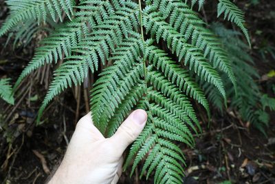 Dicksonia antarctica, photographed by Greg Tasney