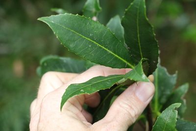 Symplocos thwaitesii, photographed by Greg Tasney