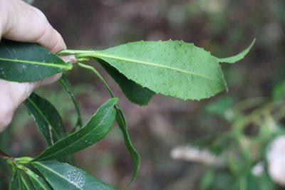 Symplocos thwaitesii, photographed by Greg Tasney