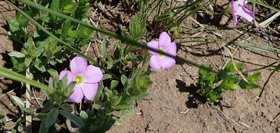 Oxalis smithiana, photographed by Peter Warren