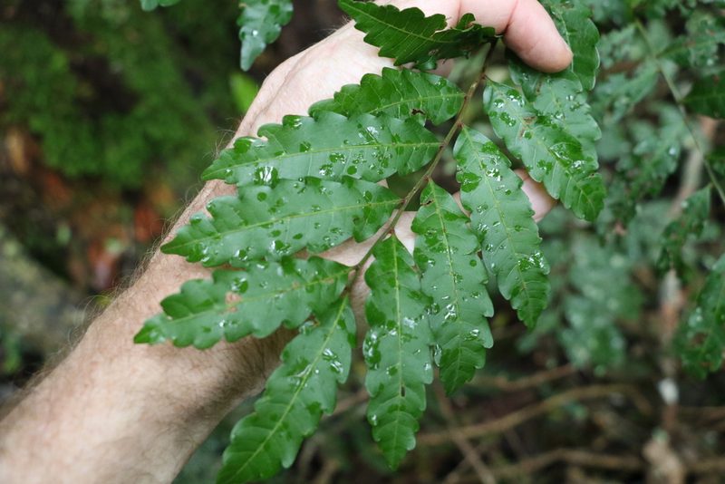 Cupaniopsis baileyana, photographed by Greg Tasney