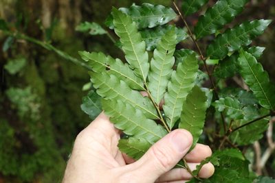Cupaniopsis baileyana, photographed by Greg Tasney