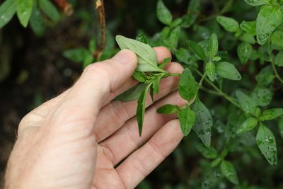 Prostanthera ovalifolia, photographed by Greg Tasney
