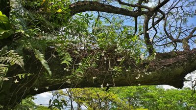 Dendrobium crumenatum, photographed by Cheongweei Gan