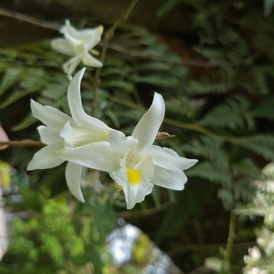 Dendrobium crumenatum, photographed by Cheongweei Gan