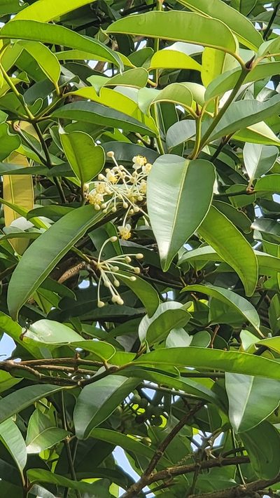 Calophyllum soulattri, photographed by Cheongweei Gan