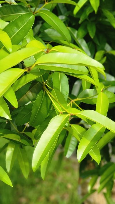Calophyllum soulattri, photographed by Cheongweei Gan