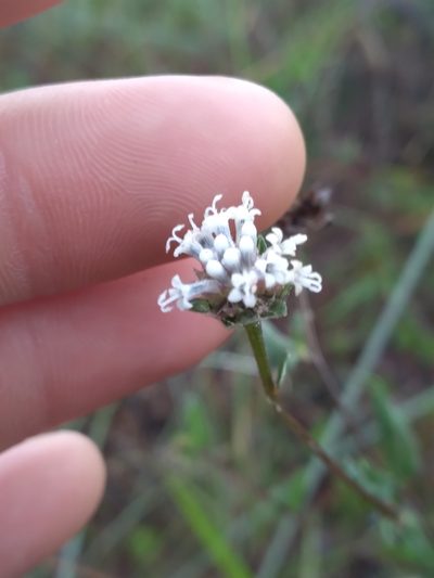 Melanthera parvifolia, photographed by Scott Ward