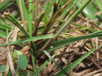 Fimbristylis subinclinata, photographed by chiuluan