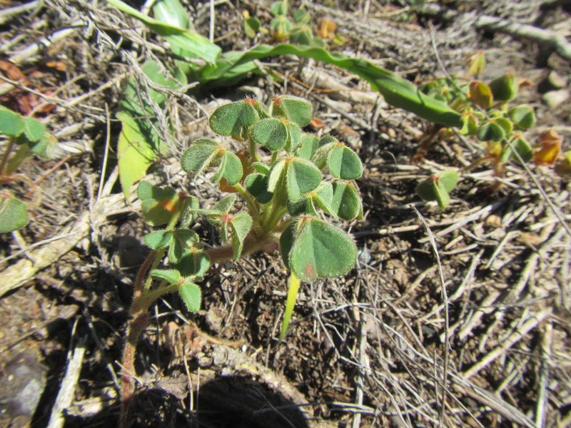 Oxalis lanata, photographed by douglaseustonbrown