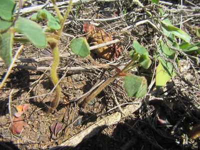 Oxalis lanata, photographed by douglaseustonbrown