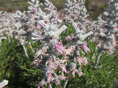Paranomus spicatus, photographed by douglaseustonbrown