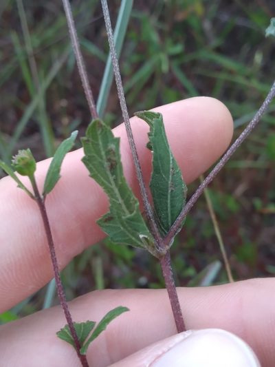 Melanthera parvifolia, photographed by Scott Ward