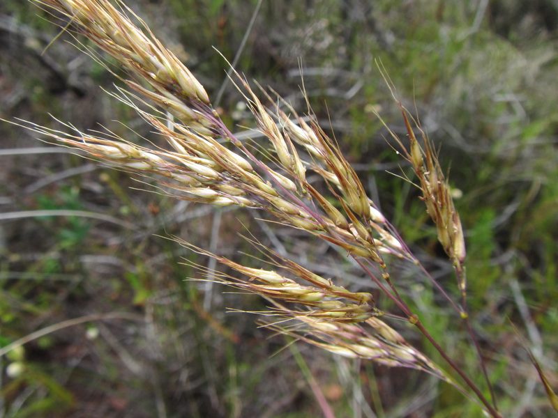 Pentameris colorata, photographed by douglaseustonbrown