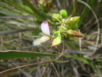 Polygala bracteolata, photographed by douglaseustonbrown