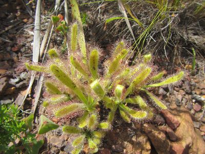 Drosera hilaris, photographed by douglaseustonbrown