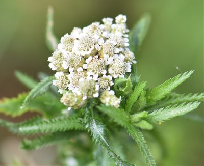Achillea alpina, photographed by Eric Lamb