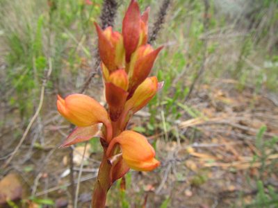 Satyrium coriifolium, photographed by douglaseustonbrown