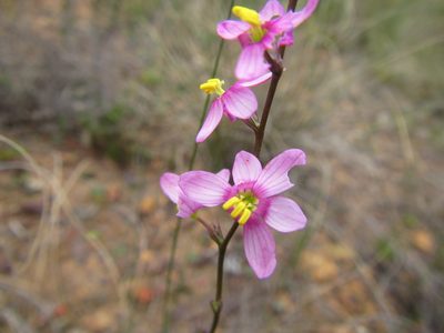 Ixia scillaris, photographed by douglaseustonbrown
