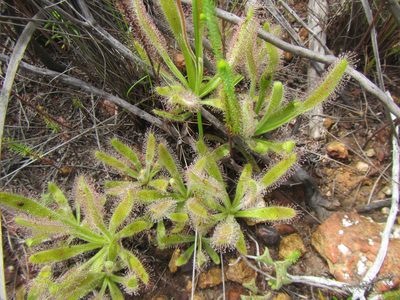 Drosera hilaris, photographed by douglaseustonbrown