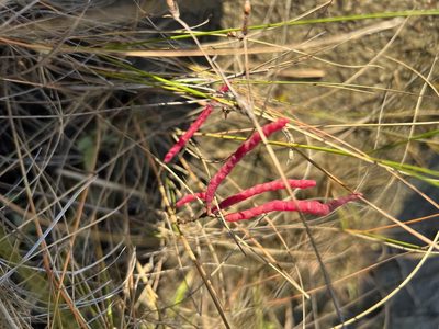 Salicornia depressa, photographed by Laura Mae