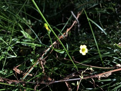 Ranunculus flammula, photographed by Pavel Kacl