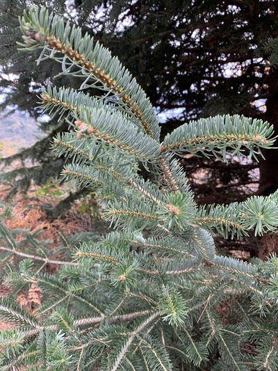 Abies cephalonica, photographed by pavlaki1968