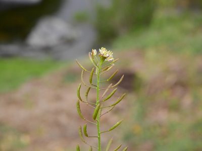 Descurainia erodiifolia, photographed by Guillermo Debandi
