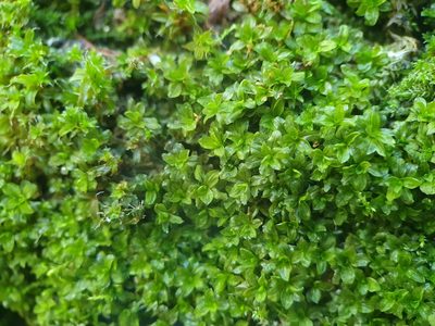 Syntrichia latifolia, photographed by Jonathan Hughes