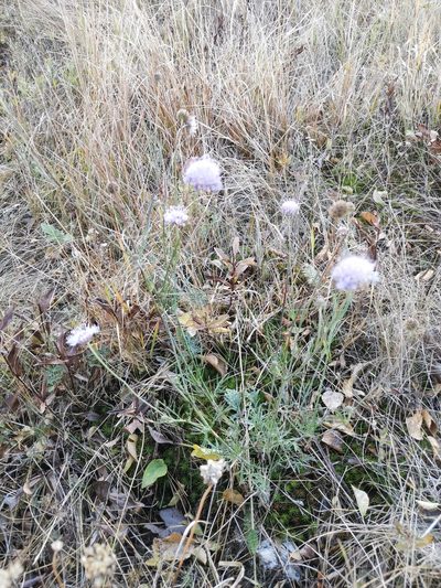 Scabiosa triandra, photographed by Ljaž