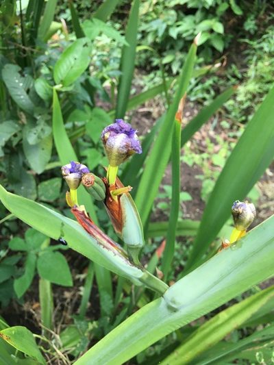 Trimezia coerulea, photographed by Dairon Cuevas Riveras