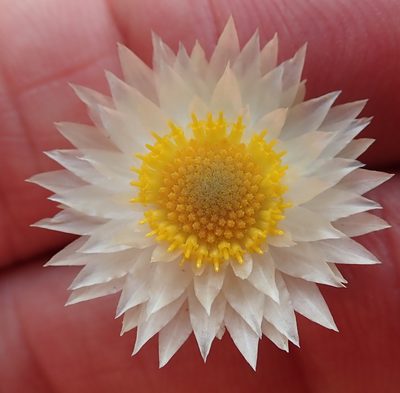 Helichrysum marginatum, photographed by Peter Warren