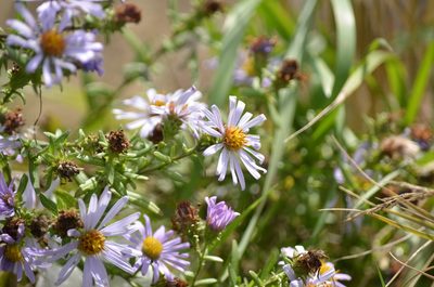 Symphyotrichum chilense, photographed by Liam Steele