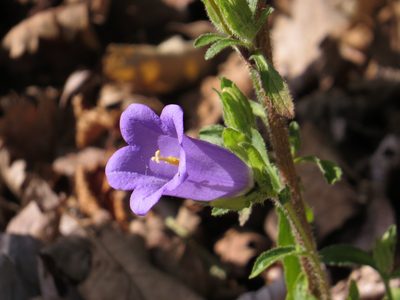 Campanula medium, photographed by Yves Bas