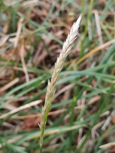 Sesleria autumnalis, photographed by Ljaž