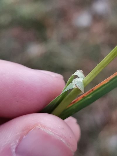 Sesleria autumnalis, photographed by Ljaž