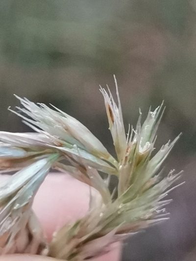 Sesleria autumnalis, photographed by Ljaž
