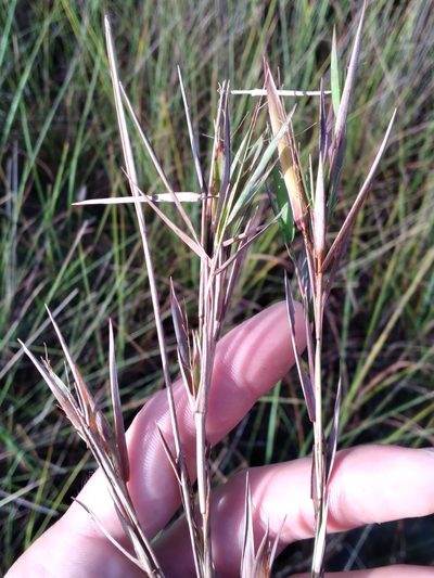 Dichanthelium caerulescens, photographed by Scott Ward