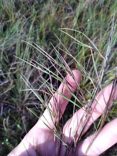 Dichanthelium neuranthum, photographed by Scott Ward