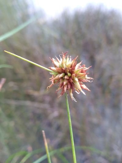 Rhynchospora tracyi, photographed by Scott Ward