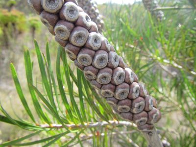Melaleuca linearis, photographed by douglaseustonbrown