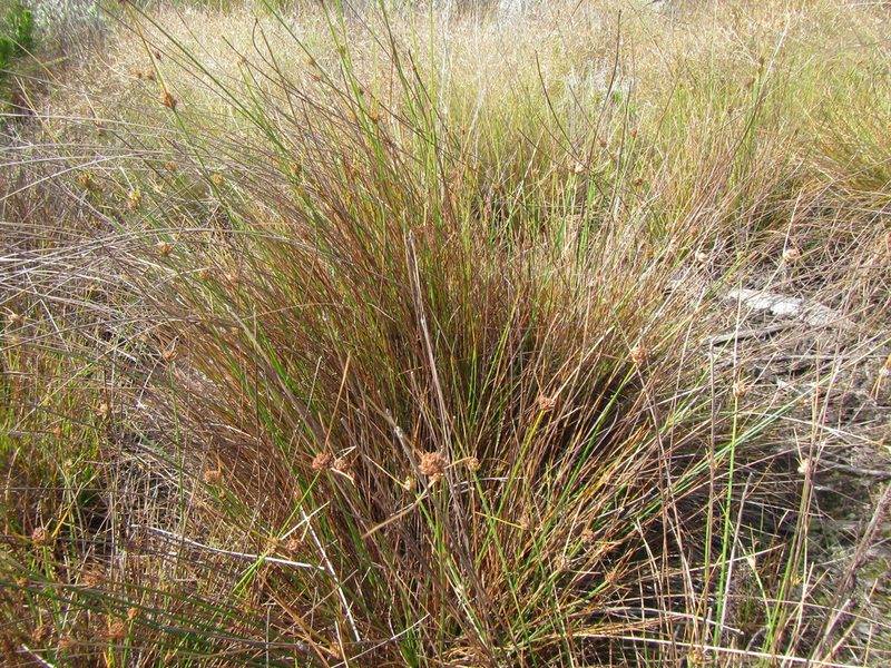 Ficinia pallens, photographed by douglaseustonbrown