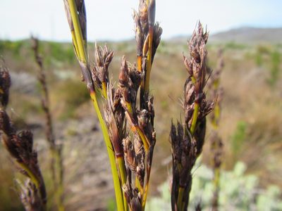 Tetraria flexuosa, photographed by douglaseustonbrown