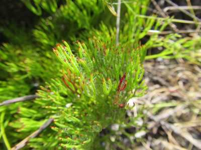 Serruria rubricaulis, photographed by douglaseustonbrown