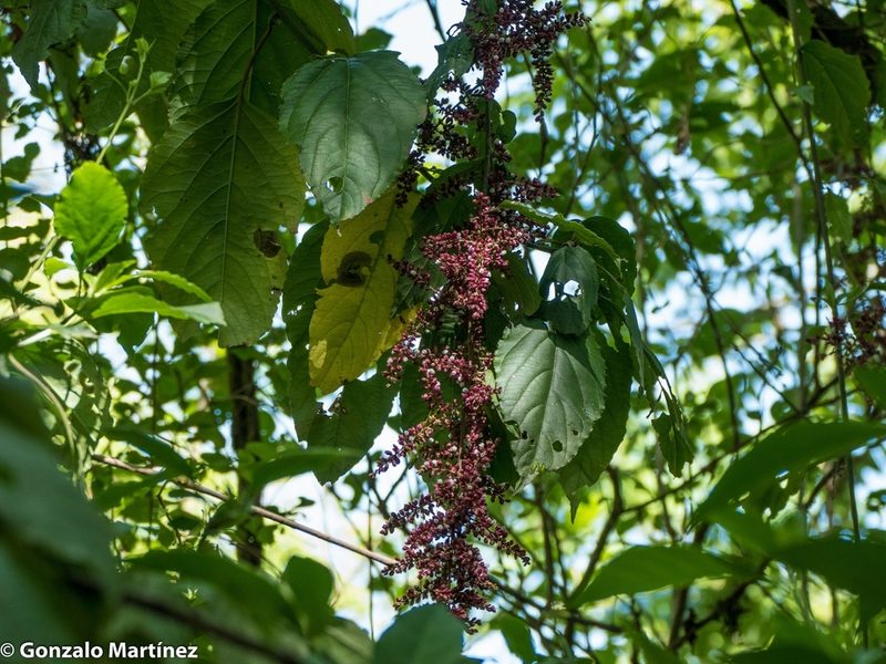 Chamissoa altissima, photographed by Gonzalo Martinez