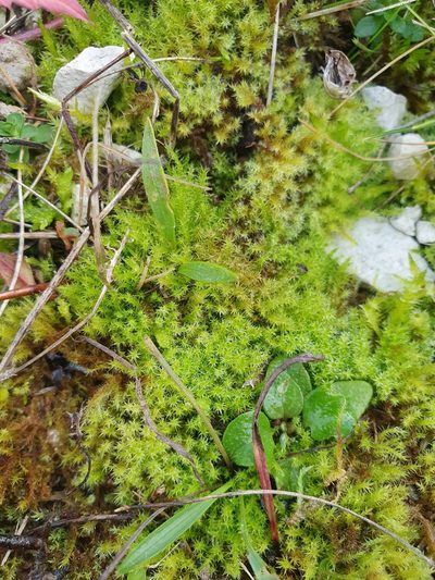 Campylium chrysophyllum, photographed by Jonathan Hughes