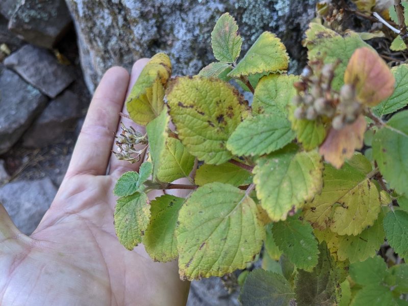 Jamesia americana, photographed by Zac Peterson