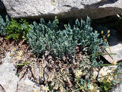 Pellaea bridgesii, photographed by John Brew